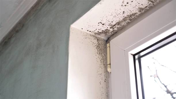 Reliable Rutherfordton, NC Mold Removal Solutions